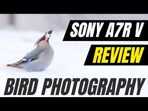How good is Sony’s New AI Autofocus on the Sony Alpha A7R V for Bird Photography? Camera Review !