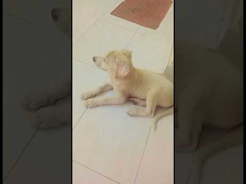 Dilan di gal || Satinder Sartaaj || dog lover || cute dog #trendingreels #status #doglover #shorts