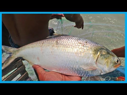 Amazing Fast Hilsa Fishing Skill (PART 19) - Catching Hilsa Fish Big on the Sea