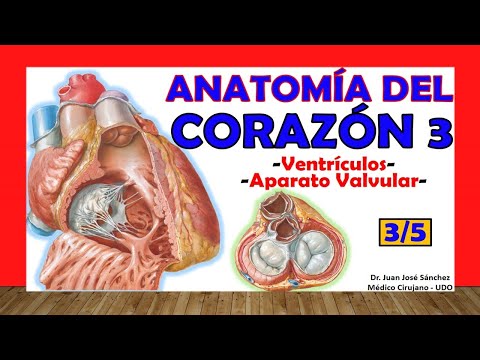 🥇 Anatomy of the HEART 3/5 - Ventricles, Valvular apparatus