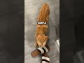 Orange Cat Does Orange Cat Things