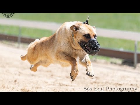 2022 Lelkes Kupa - Isaszegi agárpálya - Samu 275 m Div 1 - 2. hely