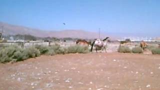 Guardian Angel (Raine)