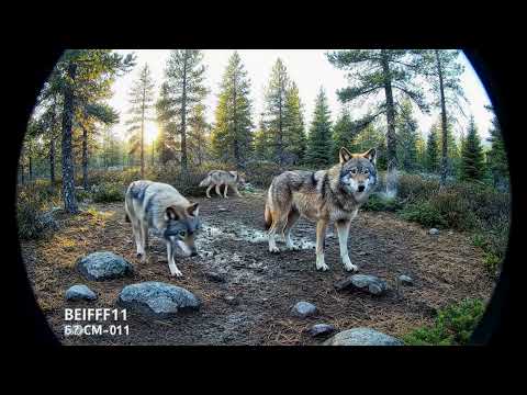 A Day & Night with Two Wolves (Trail Cam Wildlife Footage) | AI Film