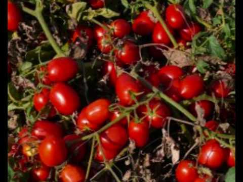 Piros volt a paradicsom - Kovács Apollónia