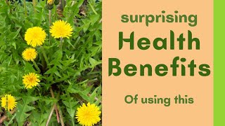 The Fascinating Healing Powers of Dandelion: Revealed!