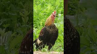 Download lagu suara ayam berkokok - rooster voice compilation #animals mp3 Download lagu suara ayam berkokok - rooster voice compilation #animals mp3