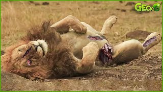 30 Incredible Moments Lion Was Ki.lled While Hunting & The Last Painful Moment Of The King
