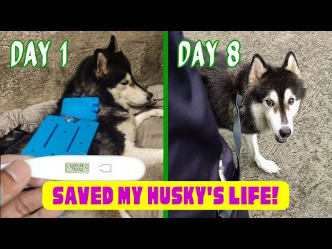 From SICK to STRONG: How We Boosted Yashica’s Platelets!