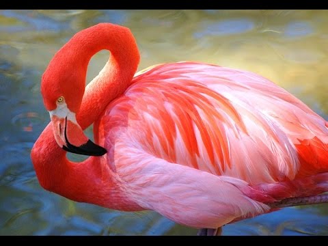 Розовый фламинго . Сингапур парк птиц. S
