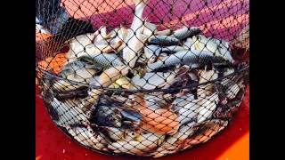 preview picture of video 'แพตกปลาสนามชัย บางไทร อยุธยา แพตกปลา fishing in thailand'