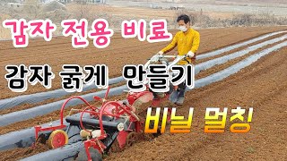 감자 비닐 멀칭 감자 거름만 잘 하면 최고로 굵은 감자 수확 #Dammering method #Potato-…