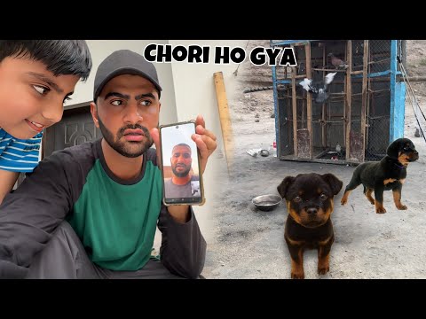 PRANK On Turab Rottweiler Chori Ho Gya