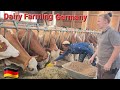 My New Life In Germany Modern Cattle Farming In Germany