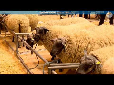 Voir la vidéo : Ring Ovins et Caprins du 27 février 2017, partie 1