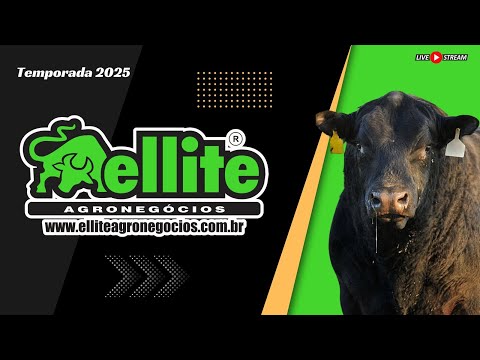 JH  LEILÕES -  ITAMOGI MG - 11/11/2025