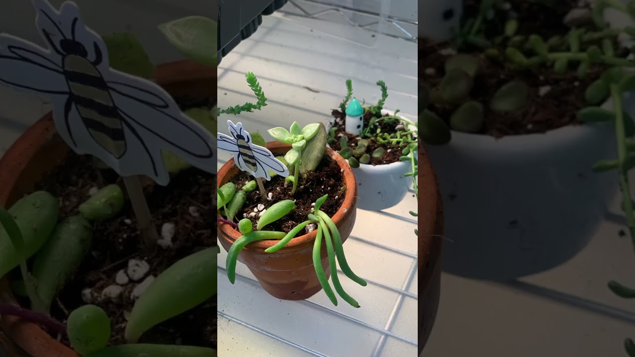 Some of the amazing crafts we have made for the Shining Abilities craft fair!