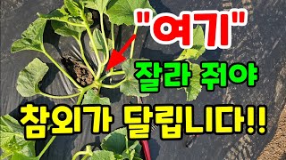 참외 여기를 자르고 순을 이렇게 쳐줘야 참외가 주렁쥐넝 달립니다 #참외키우기