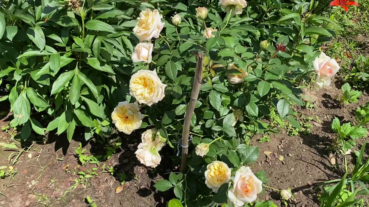 Роза ГРЭХАМ ТОМАС