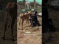 Love You ️ Jallikattu Paisayenyasathiupay August15th Bull Ekmotahathighumechala Love
