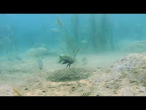 Aulonocranus e oreochromis interazioni