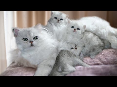 It's Unbelievable That A Persian Cat Gives Birth To 12 At A Time And Tips To Keep Them Healthy