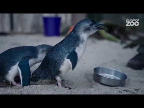 Zoo Tales - Korora - the world's smallest penguin