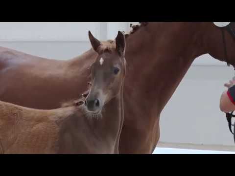 Oldenburger Stutfohlen von Morricone