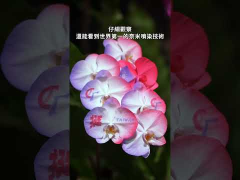 2026 台灣燈會 TECH WORLD 館 - 蘭花展區