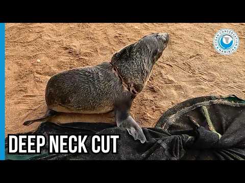 OCN Team Rescues 8 Severely Entangled Seal at Cape Cross