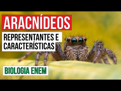 ARACNÍDEOS: representantes e características | Biologia para o Enem | Cláudia de Souza Aguiar