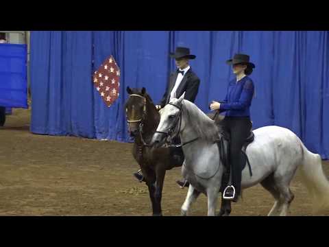 Celestial del Encanto - 2017 Paso Fino Nationals - Performance Junior 13 15