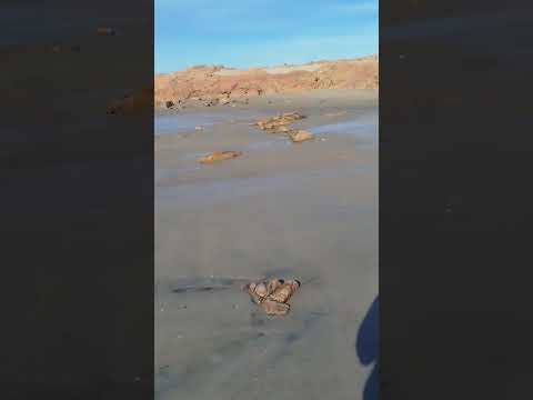 Playa piedras coloradas. Rio negro. Argentina
