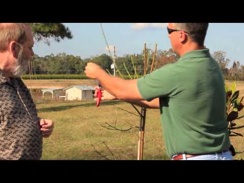 Pruning Evergreens, Fruit Trees, and Flowering Trees