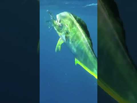 This fish can fly over 1,000 feet #fish #shorts