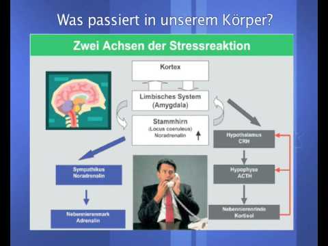 Hohe Blutzucker, was es bedeutet, Eisen produziert Insulin