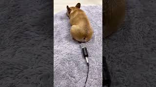 New funny videos 2022 Try not to laugh Funny videos Shorts #funnyvideos #dogfunnyshorts