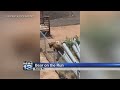 Video shows bear caught roaming near Santa Fe businesses