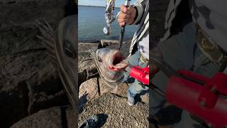 Download lagu Cara menangkap ikan Sheepshead 🐏 mp3