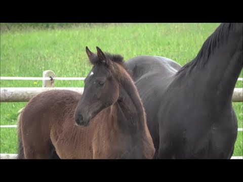 *2019 Stute von Secret - De Niro