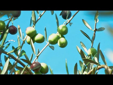 download lagu mp3 mp4 California Olives For Sale, download lagu California Olives For Sale gratis, unduh video klip California Olives For Sale