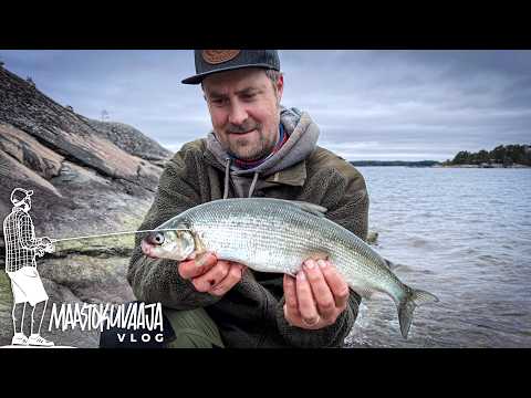 Turku Suomen paras siikapaikka?