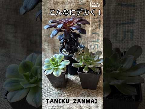 園芸 木のアエオニウム、木のキャベツ