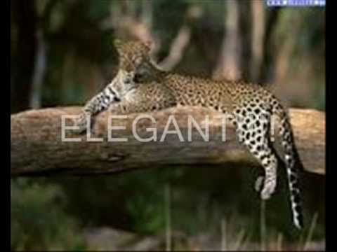 Salviamo i LEOPARDI!!