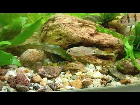 Vorstellung & Haltung der Badis Badis Blaubarsche. #aquascapelowtech #aquarium 