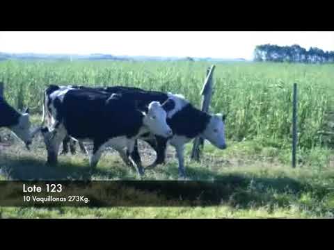 Lote 10 Vaquillonas 1 a 2 años Holando/ her/ normando 273kg -  en RUTA 2 KM 149