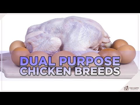 Dual Purpose Chicken Breeds