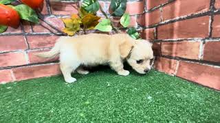 ハーフ犬の動画01