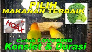 Download lagu PERAWATAN DAN MAKANAN TERBAIK MEMBUAT LOVEBIRD KONSLET DAN DURASI NGEKEK PANJANG mp3