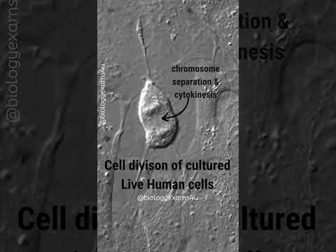 Live Human Cell Division under Microscope